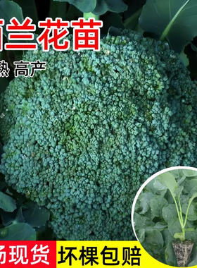 西兰花苗有机西蓝花苗带土秧苗绿色花菜花椰菜户外抗寒冬季易成活
