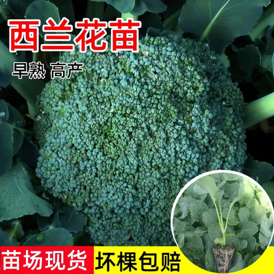 西兰花苗有机西蓝花苗带土秧苗绿色花菜花椰菜户外抗寒冬季易成活