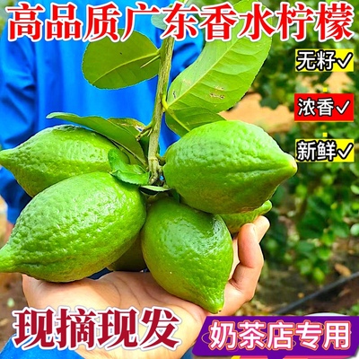 广东香水柠檬一级果无籽柠檬新鲜现摘暴打鸭屎香柠檬茶奶茶店专用