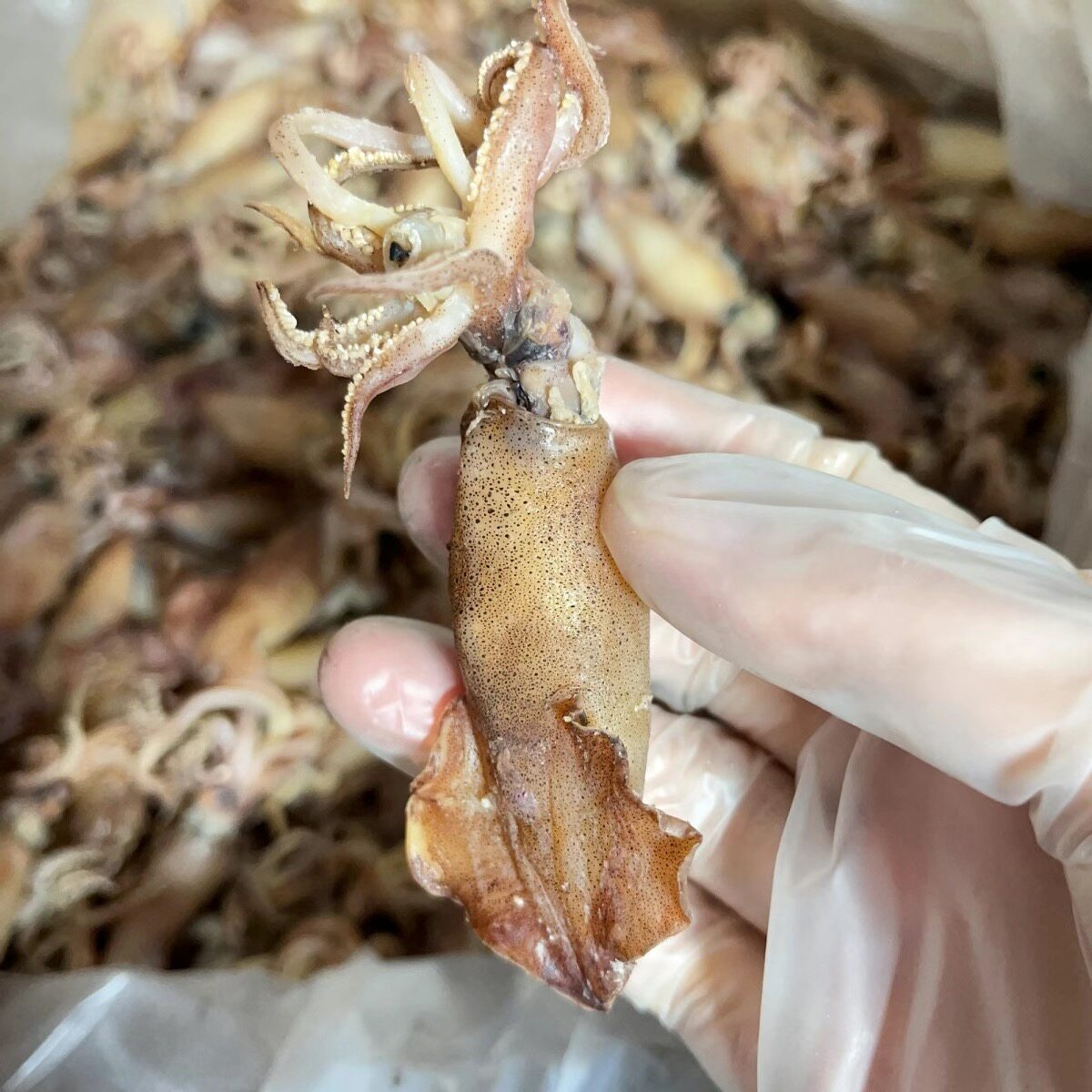 海边美食带籽籽乌鱿鱼海干货海鲜美食散装袋500克包装袋图案随机