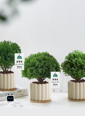 放青松绿植雾松室内小盆栽雾凇办公室桌面放轻松植物摆件四季好养
