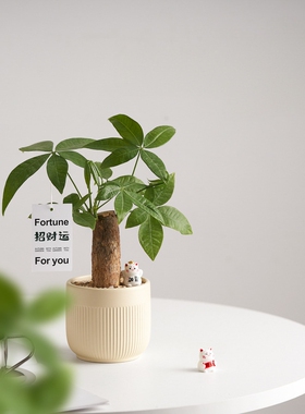 发财树创意客厅办公室内盆栽绿植摆件懒人好养植物花卉趣味桌面