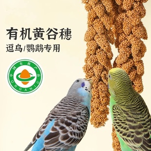 鹦鹉有机黄谷穗麦穗学吃天然小米黄谷子虎皮玄凤专用零食新鲜鸟粮