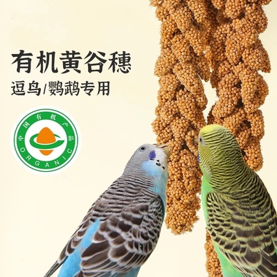 鹦鹉天然有机黄谷穗新鲜训练零食