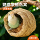 鹦鹉专用鸟睡草窝虎皮玄凤牡丹珍珠鸽子小鸟巢睡觉繁殖箱用品大全