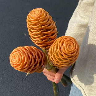 【云花甄选】蜂蜜棒香波姜真的鲜切枝花室内绿植家居装饰水养观赏