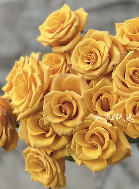 【云花甄选】辉煌玫瑰橙色黄色高质鲜花家居插花水养云南直发顺丰