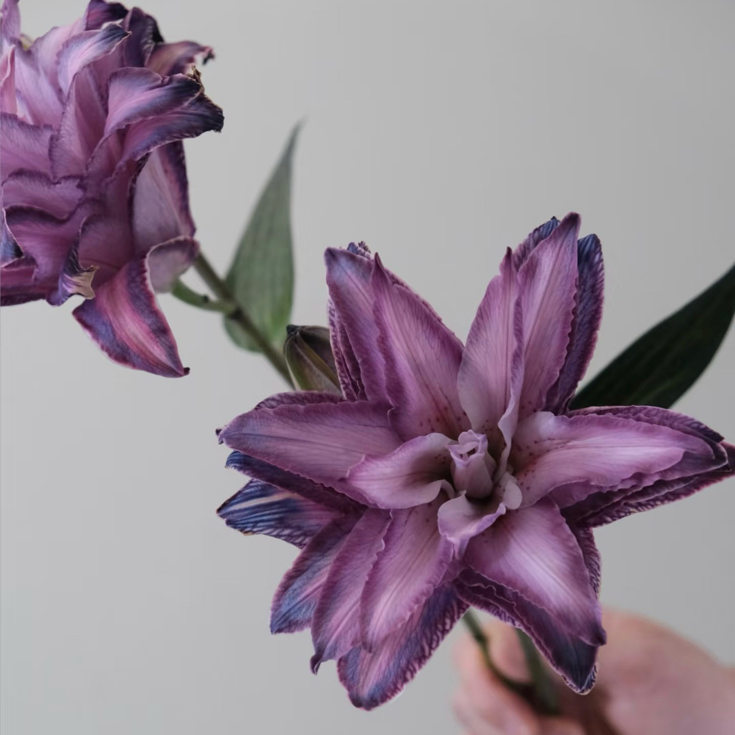 【云花甄选】葡萄紫重瓣百合鲜切花花瓶观赏家居客厅书房摆件真花,鲜花速递/花卉仿真/绿植园艺,花材,淘宝优惠券,粉丝福利购,淘宝优惠卷