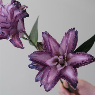 【云花甄选】葡萄紫重瓣百合鲜切花花瓶观赏家居客厅书房摆件真花