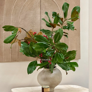 【云花甄选】红色火龙珠玉兰叶水养真的鲜切花家居花瓶插花花期长