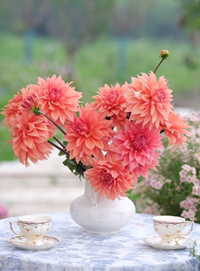 【云花甄选】进口三文鱼色橙色大丽花鲜切花无香花多很美云南直发