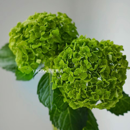 【云花甄选】绿绣球天鹅绒花束混鲜花云南直发父亲节花束空运包邮