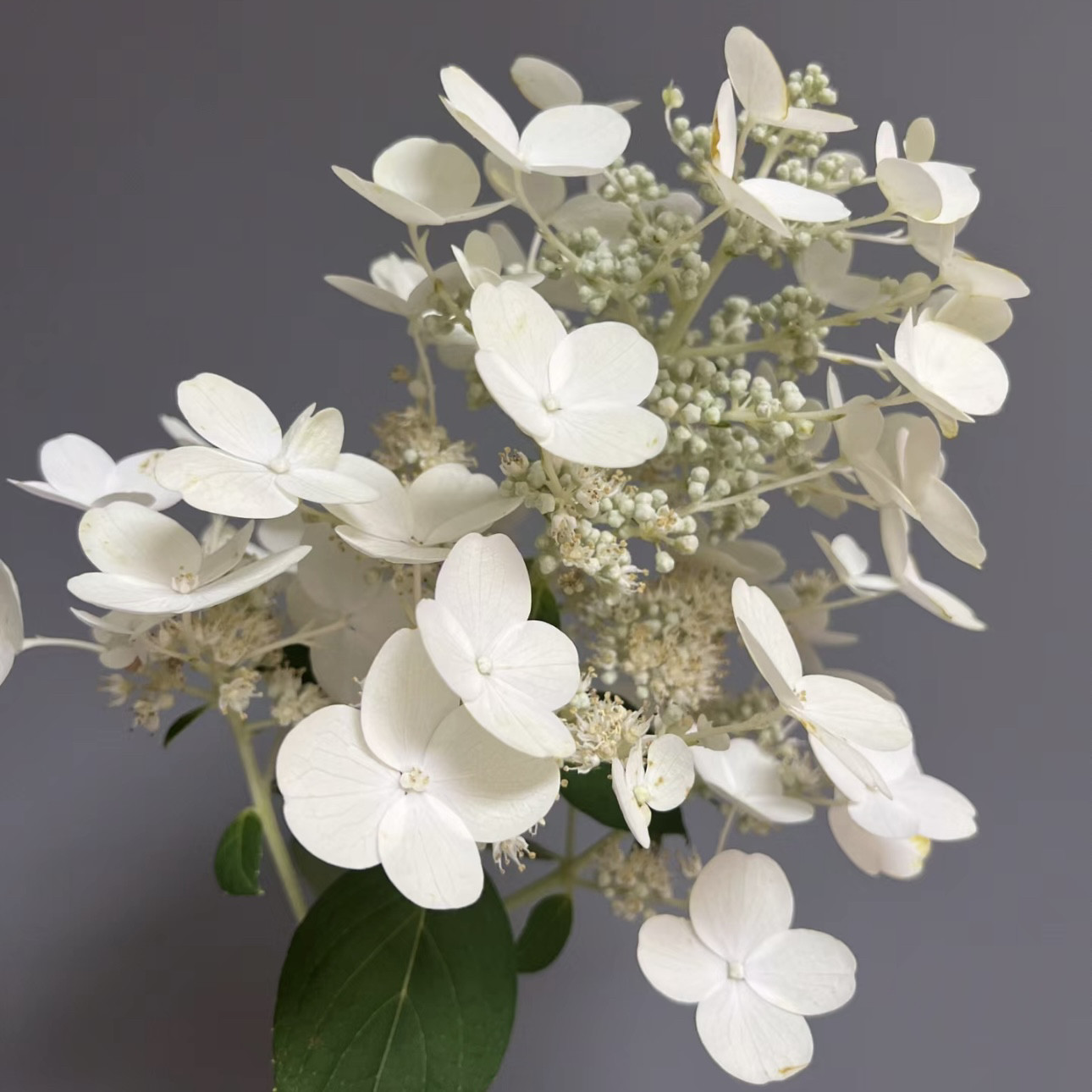 【云花甄选】花园蕾丝白色绣球鲜切花客厅书房办公室花瓶水养空运