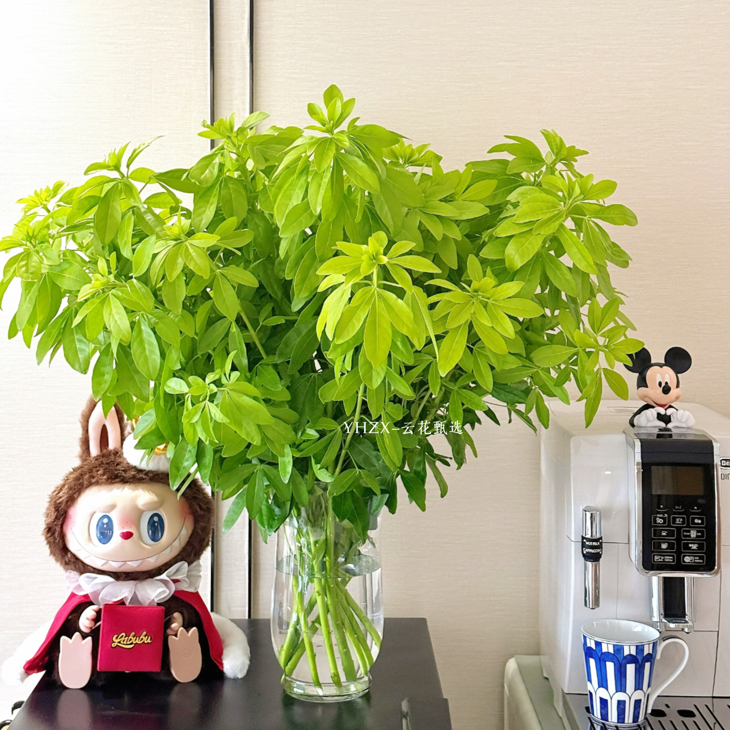 【云花甄选】进口墨西哥橘叶桔叶真的鲜切花瓶插花观赏性花材空运,鲜花速递/花卉仿真/绿植园艺,花材,淘宝优惠券,粉丝福利购,淘宝优惠卷