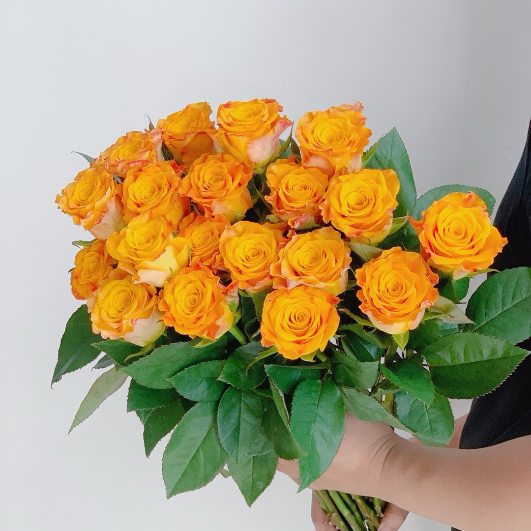 【云花甄选】金色海岸玫瑰鲜花云南基地直发家庭水养情人礼物顺丰