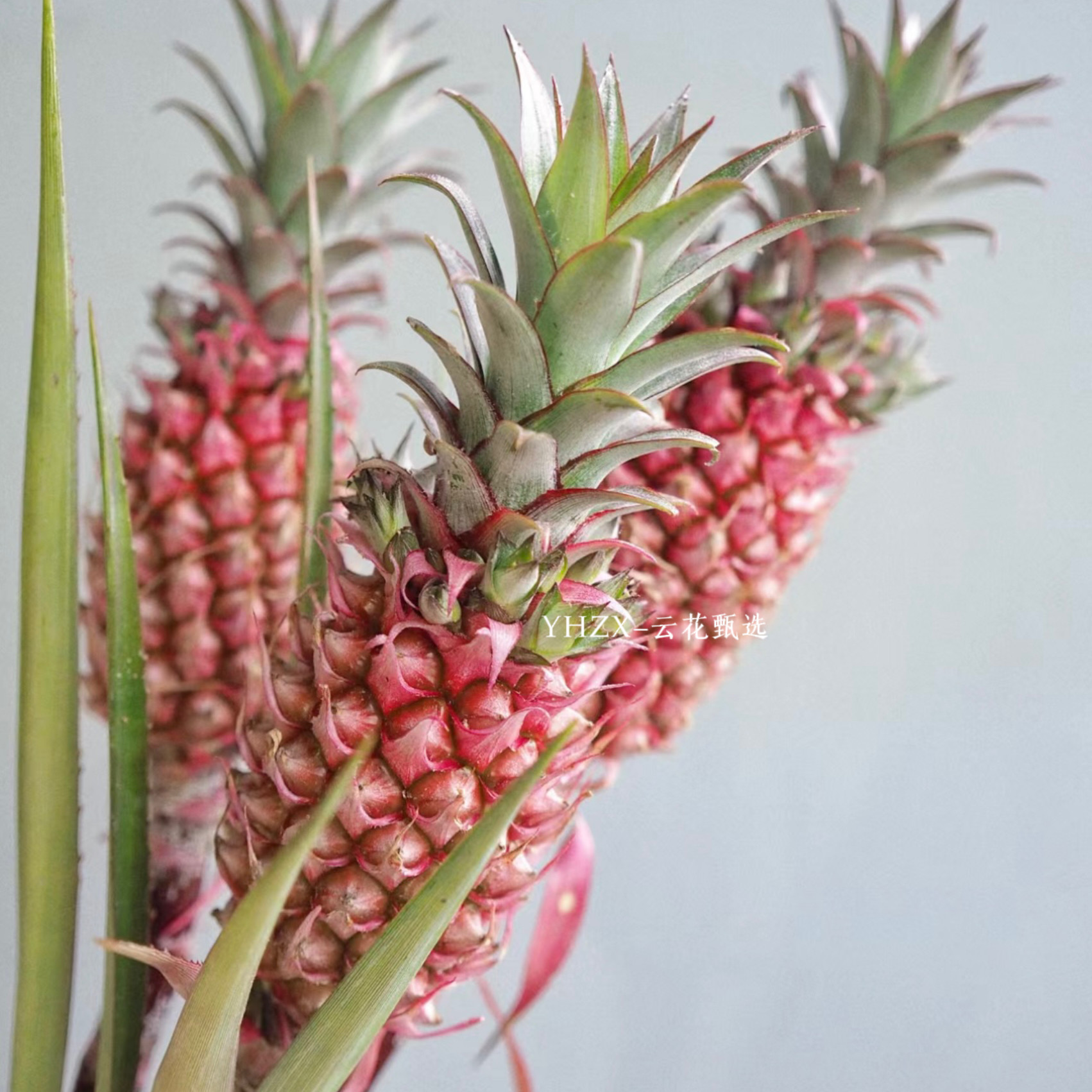 【云花甄选】粉色菠萝凤梨家居装饰插花云南直发办公室花期长顺丰