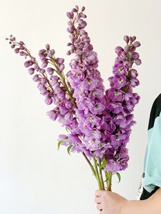【云花甄选】浅紫色粉紫色大飞燕家推荐花瓶插花云南基地空运发货