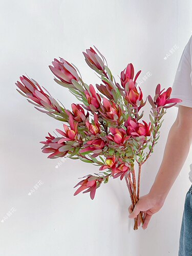 【云花甄选】木百合超稀有手捧公主混搭花束高级鲜花进口花材插花
