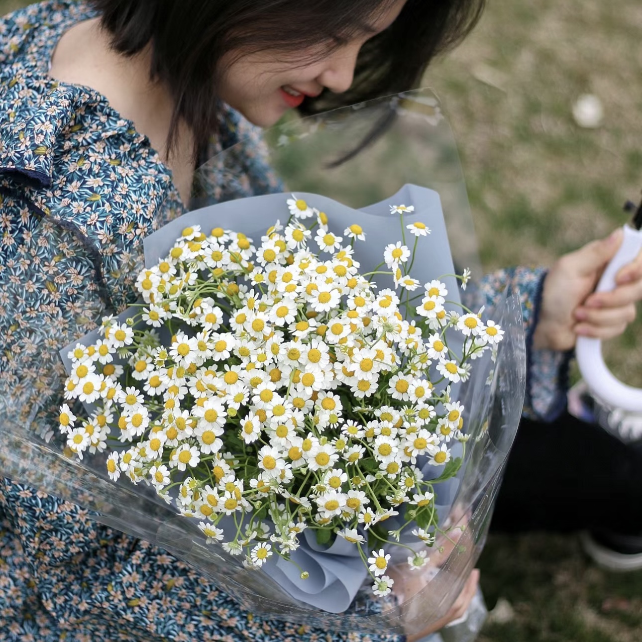 【云花甄选】小清新花材洋甘菊好养花期较长云南基地直发顺丰包邮