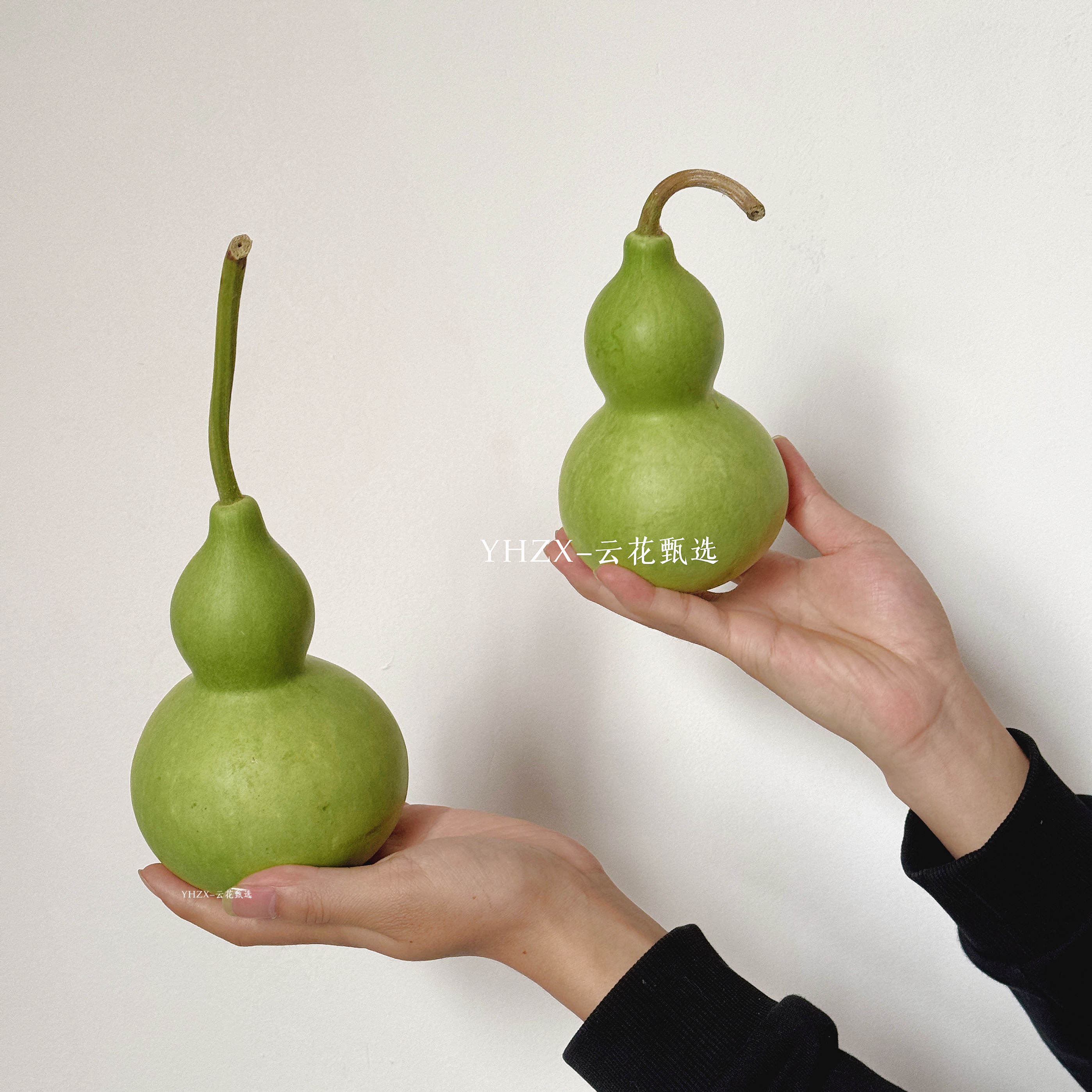【云花甄选】青皮葫芦花期长供佛观赏家居客厅书房摆件真鲜花空运