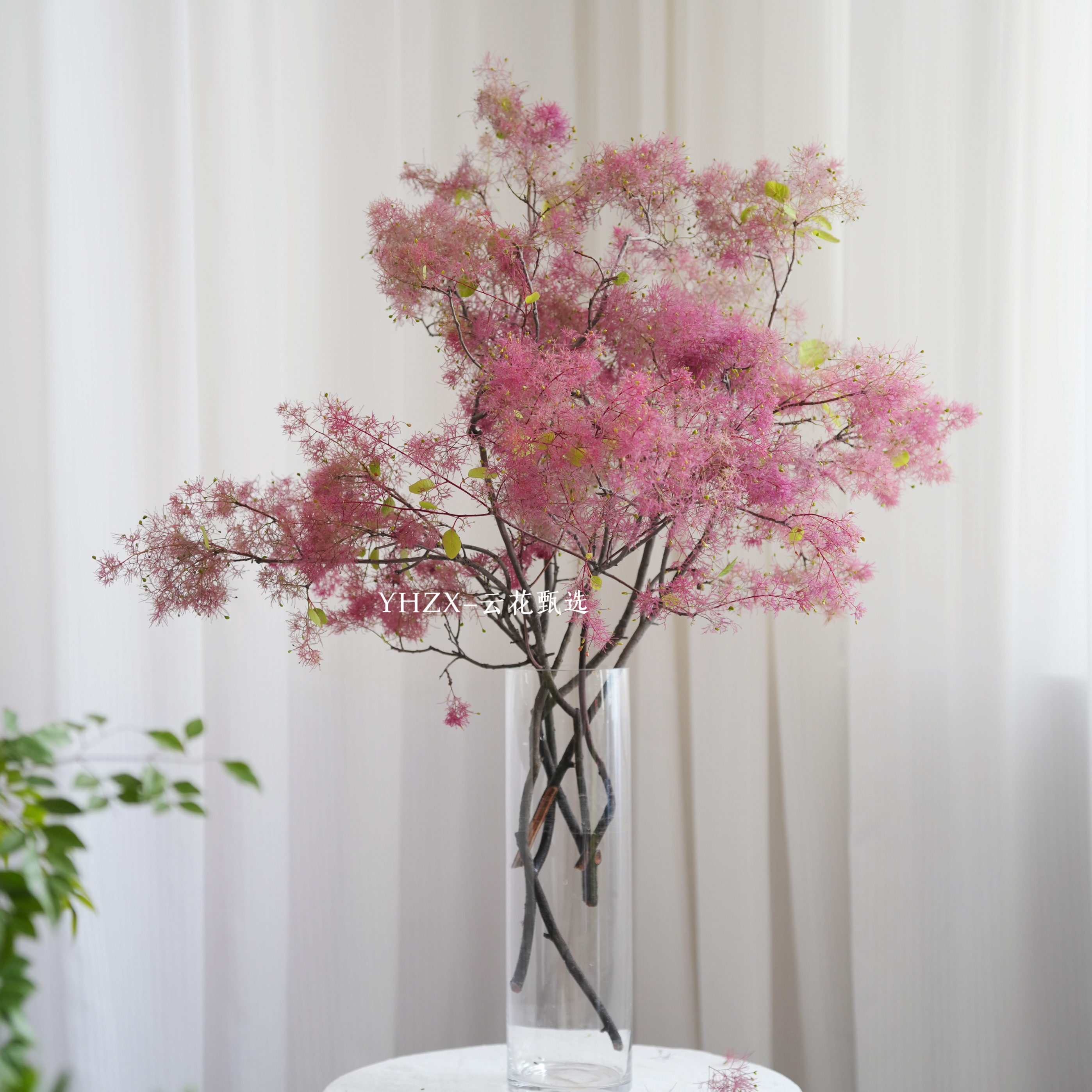 【云花甄选】雾中情人黄栌梦幻春季鲜花可做干花家居软装瓶插水养