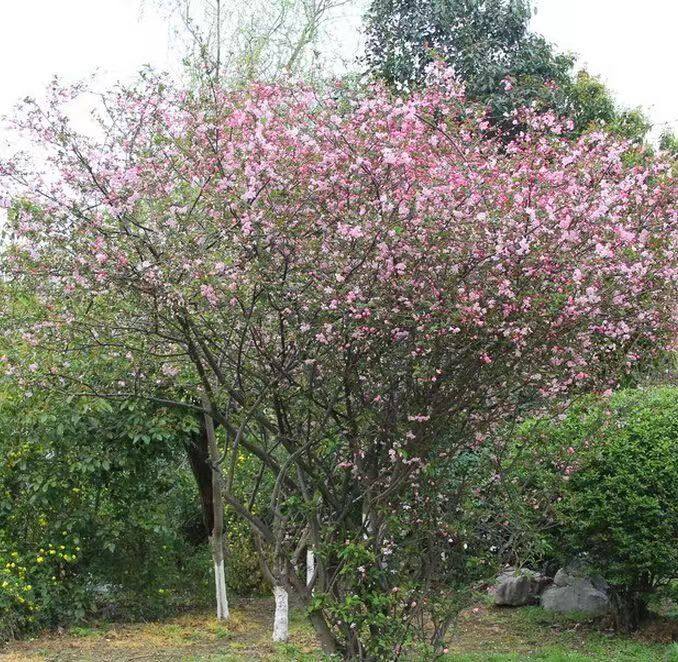 海棠西府海棠垂丝海棠庭院阳台绿化工程木本花卉耐寒耐阳四季开花