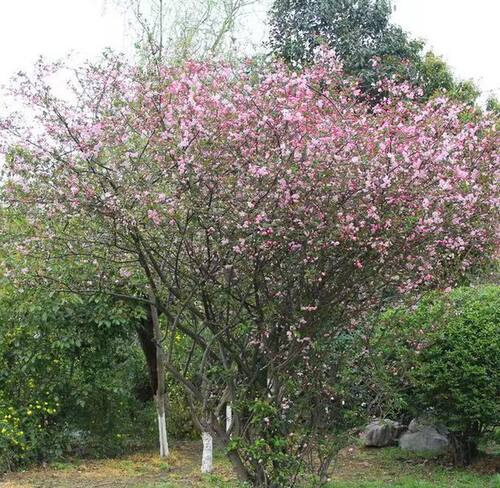 春木本花卉耐寒西府海棠垂丝海棠