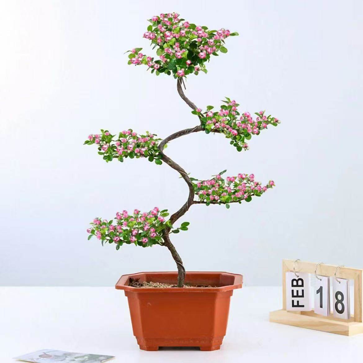珍珠梅游龙造型老桩红花荀子盆景耐寒耐热四季常青花卉绿植盆栽苗