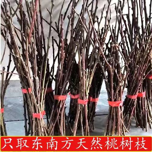正品东南桃木枝防惊吓祈福摆件