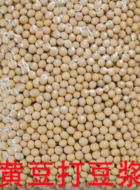 熟黄豆 五斤装熟黄豆五谷杂粮豆浆用熟黄豆豆浆熟黄豆农家黄豆