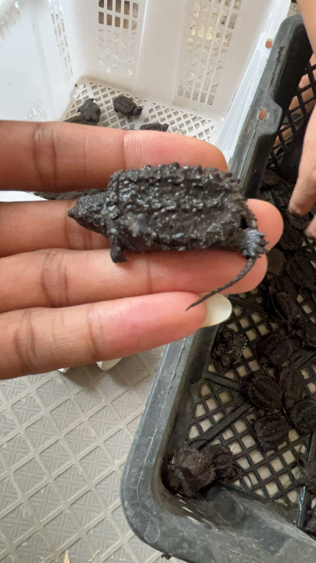 北美小鳄龟活物小乌龟活体宠物观龟/鳖