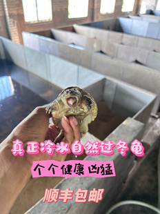 凶猛小鳄鱼龟北美鳄龟杂佛爆刺冷水佛鳄龟观赏乌龟活物鳄龟苗活体