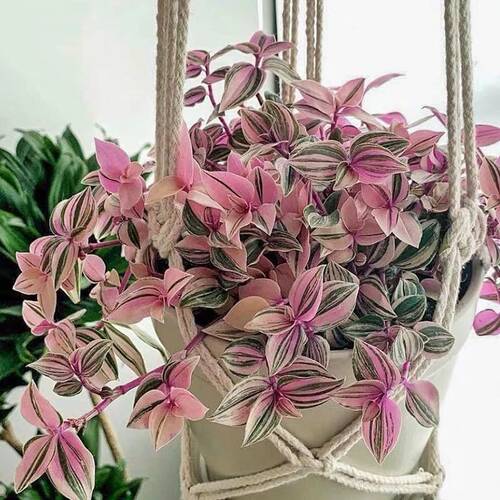 油画婚礼吊兰 婚礼吊兰锦 紫薇草锦 进口室内盆栽绿植 包邮客厅