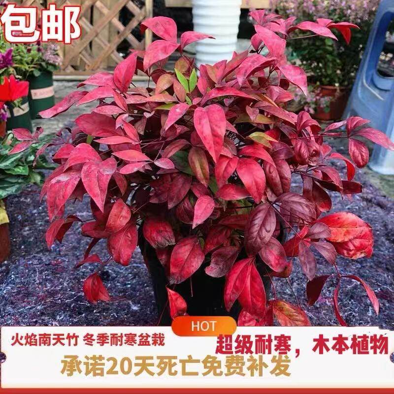 南天竹盆栽苗多少钱 南天竹盆栽苗优惠券免费领取 有条鱼