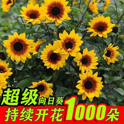 光辉岁月向日葵花盆栽观赏型阳台庭院带花净化空气四季开花包邮