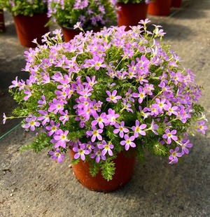 安徽羽叶报春花耐寒四季开花阳台客厅庭院多年生草本包邮