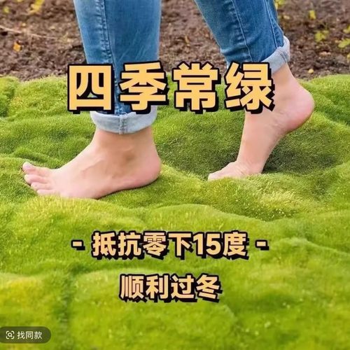 【爱尔兰珍珠草】四季常绿草坪多年生耐寒耐旱庭院盆栽景观绿化