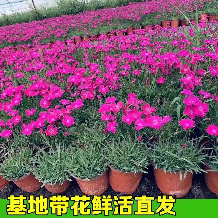 欧石竹地被耐寒草坪植物盆栽