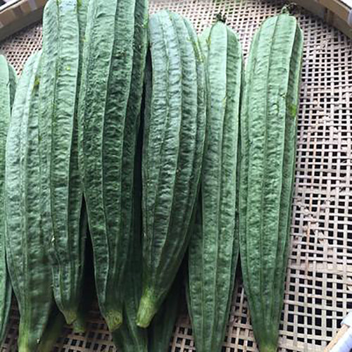 温州八棱丝瓜新鲜蔬菜农家有棱丝瓜