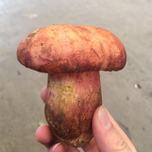 新鲜红葱牛肝菌500g云南野生菌白葱顺丰 包邮 见手青黄牛肝菌