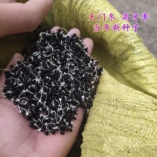 正宗云南大天冬种子优质天门冬种子种苗中药材小天冬改良品种净籽