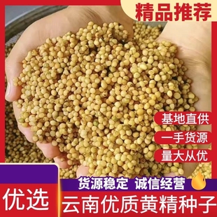 优质云南黄精种子 多花黄精 鸡头黄精去皮净籽提供种植技术指导