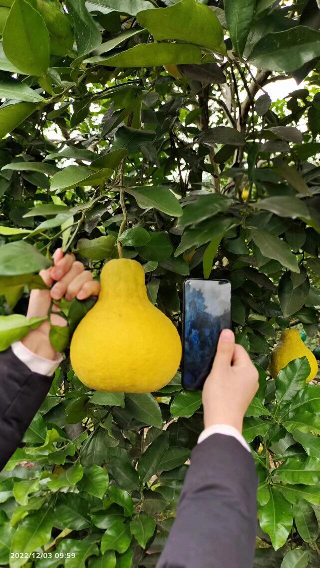 正宗重庆长寿沙田柚魏家河沙田柚新鲜水果2023新品上市