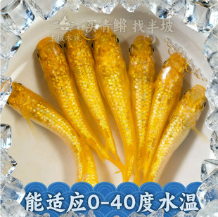 半坡水族阳光观背青鳉冷水微小型冷水观赏鱼不需要加温过滤打氧