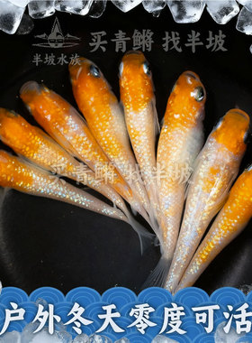 半坡水族观背青鳉王华微小型冷水观赏鱼橙色星光鱼不加温打氧过滤