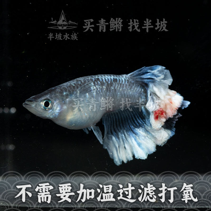 半坡水族观背青鳉午夜礼服体外光暗夜裙摆黑色深色冷水鱼出绒