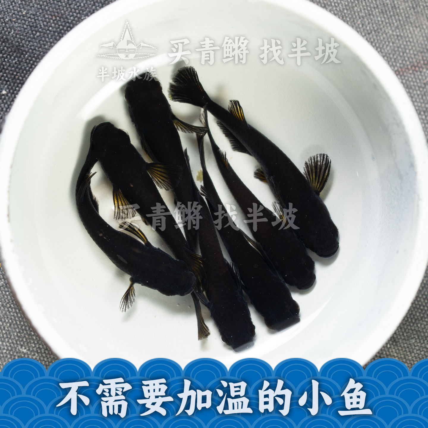 半坡水族观背青鳉黑色系列适合学生办公桌上微型鱼缸不加温打氧气,宠物/宠物食品及用品,鱼,淘宝优惠券,粉丝福利购,淘宝优惠卷