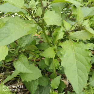 野生新鲜白花菜龙葵草野菜可食用白花菜农家采摘广西贵港发货