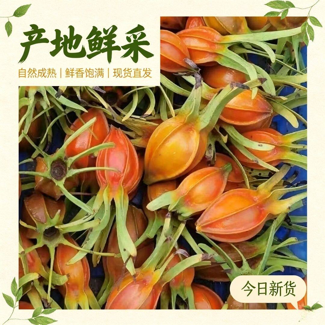 产地直发新鲜广西黄栀子当季现摘现发鲜果
