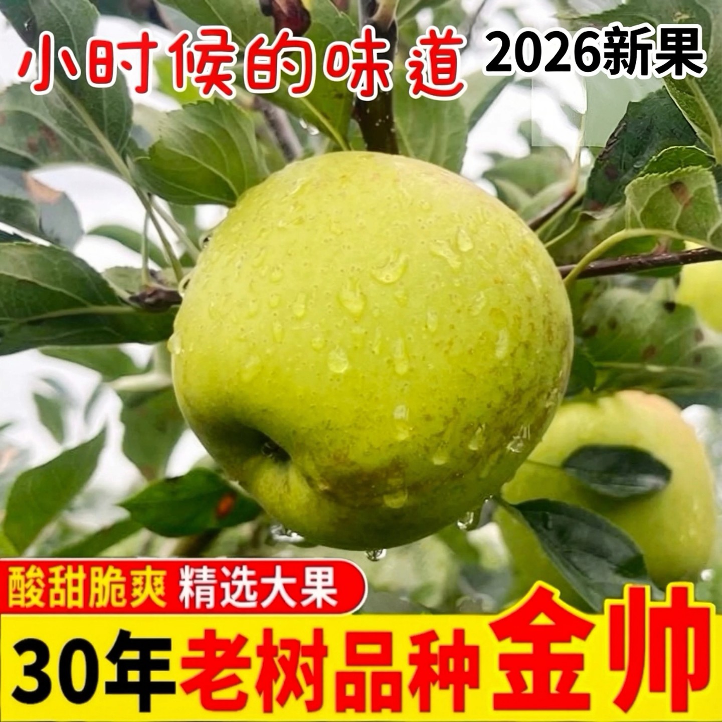 丰县大沙河金帅苹果现摘新果